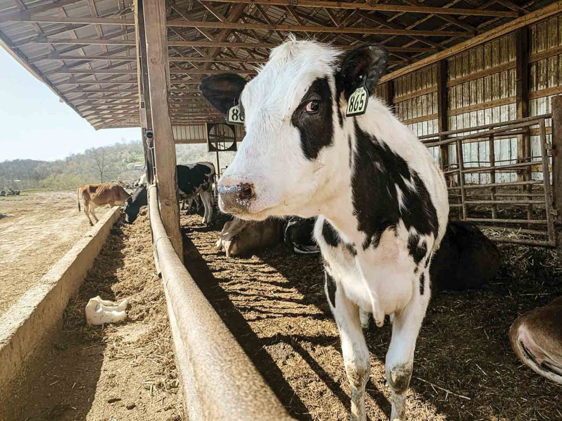 Broughton Dairy parent company sells its assets News, Sports, Jobs